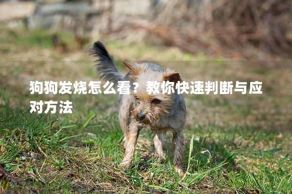 狗狗發(fā)燒怎么看？教你快速判斷與應(yīng)對方法