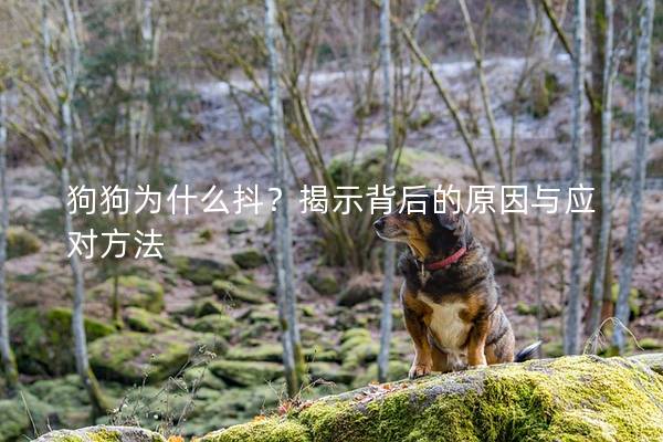 狗狗為什么抖？揭示背后的原因與應(yīng)對(duì)方法