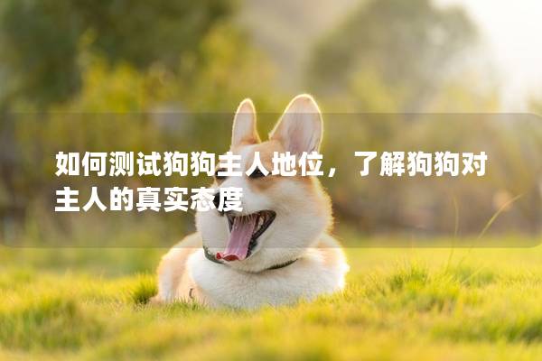如何測試狗狗主人地位，了解狗狗對主人的真實態度