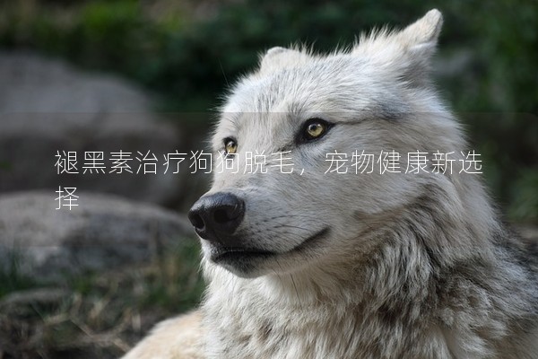 褪黑素治療狗狗脫毛，寵物健康新選擇
