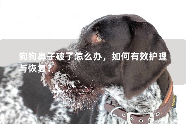 狗狗鼻子破了怎么辦，如何有效護理與恢復？