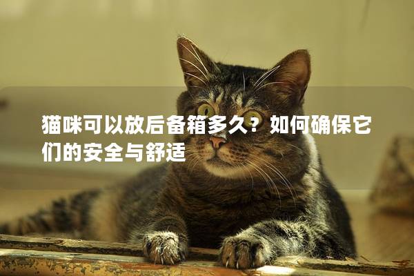 貓咪可以放后備箱多久？如何確保它們的安全與舒適