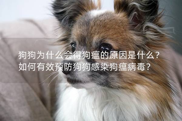 狗狗為什么會得狗瘟的原因是什么？如何有效預防狗狗感染狗瘟病毒？
