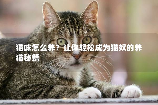 貓咪怎么養？讓你輕松成為貓奴的養貓秘籍