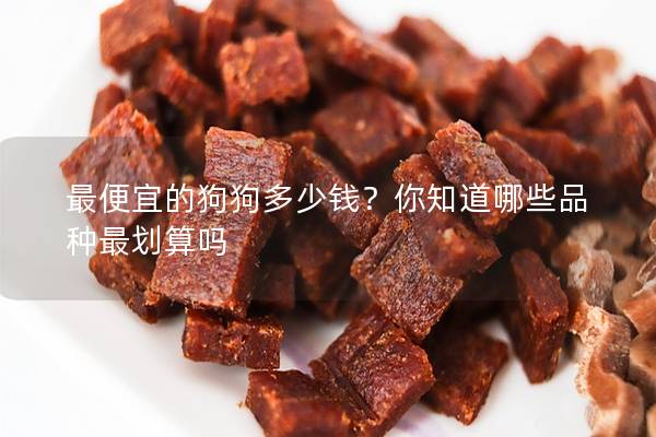 最便宜的狗狗多少錢?你知道哪些品種最劃算嗎 最便宜的狗狗多少錢?你知道哪些品種最劃算嗎