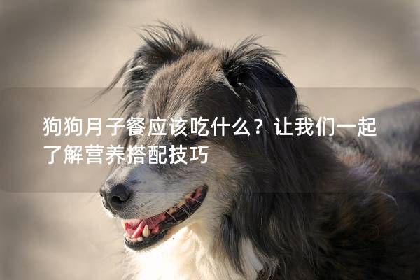 狗狗月子餐應該吃什么？讓我們一起了解營養搭配技巧