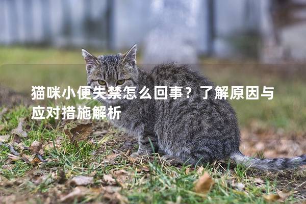 貓咪小便失禁怎么回事？了解原因與應(yīng)對措施解析