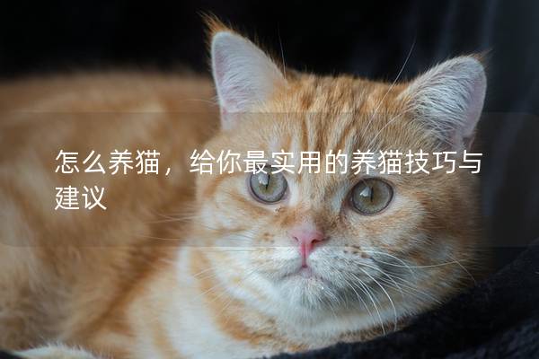 怎么養貓，給你最實用的養貓技巧與建議