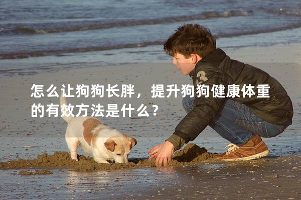 怎么讓狗狗長胖,提升狗狗健康體重的有效方法是什么? 怎么讓狗狗長胖,提升狗狗健康體重的有效方法是什么?