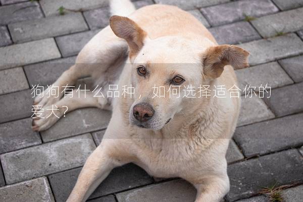 狗狗有什么品種，如何選擇適合你的愛犬？