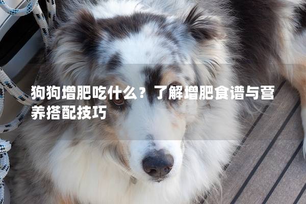 狗狗增肥吃什么？了解增肥食譜與營養(yǎng)搭配技巧