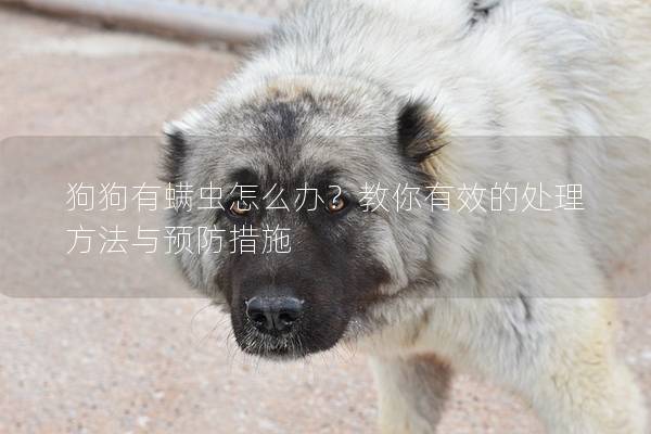 狗狗有螨蟲怎么辦？教你有效的處理方法與預防措施
