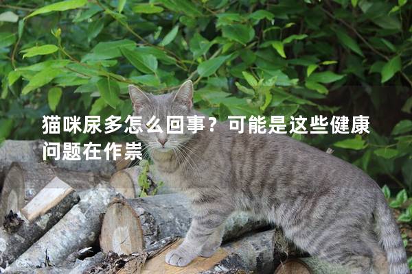貓咪尿多怎么回事？可能是這些健康問題在作祟