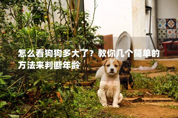 怎么看狗狗多大了？教你幾個簡單的方法來判斷年齡