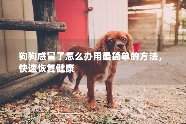 狗狗感冒了怎么辦用最簡單的方法，快速恢復健康