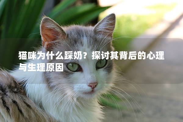 貓咪為什么踩奶？探討其背后的心理與生理原因