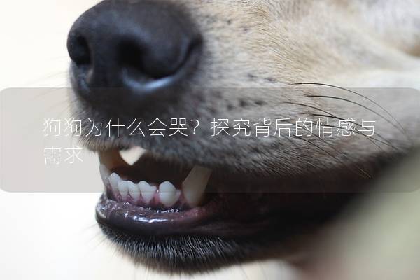 狗狗為什么會哭？探究背后的情感與需求