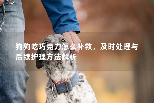 狗狗吃巧克力怎么補(bǔ)救，及時(shí)處理與后續(xù)護(hù)理方法解析