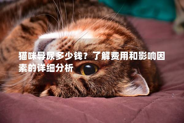 貓咪導(dǎo)尿多少錢？了解費用和影響因素的詳細分析