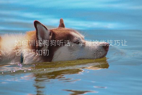 如何訓(xùn)練狗狗聽話，掌握這些技巧讓它乖巧如初
