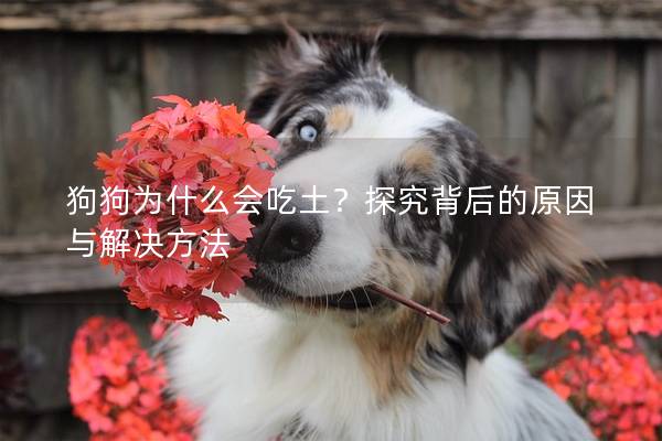 狗狗為什么會(huì)吃土？探究背后的原因與解決方法