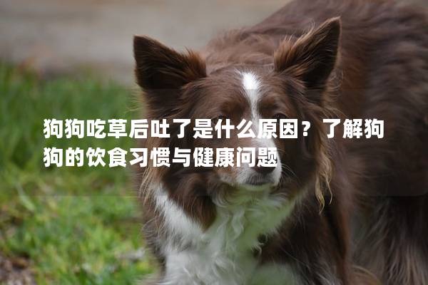 狗狗吃草后吐了是什么原因？了解狗狗的飲食習(xí)慣與健康問(wèn)題