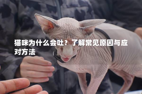 貓咪為什么會吐？了解常見原因與應對方法