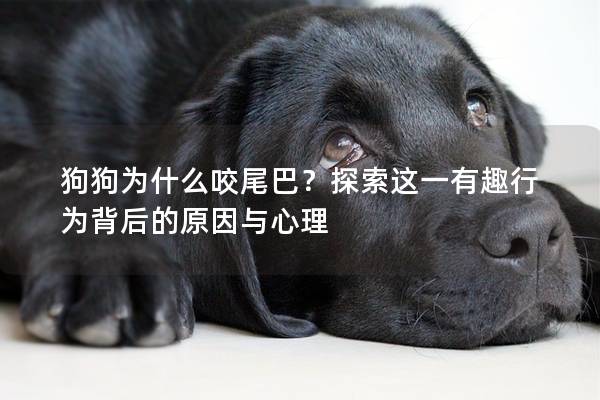 狗狗為什么咬尾巴？探索這一有趣行為背后的原因與心理