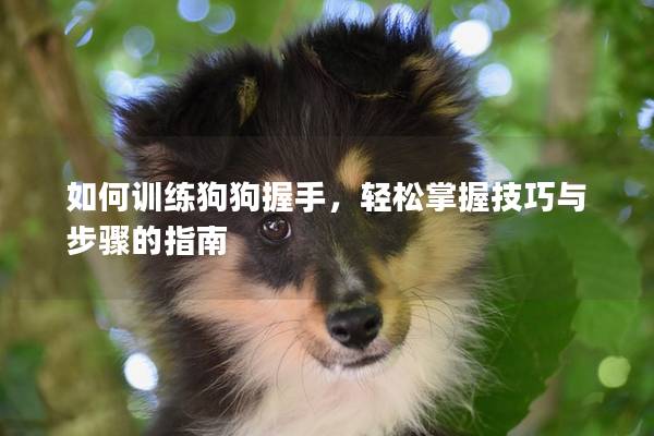 如何訓(xùn)練狗狗握手，輕松掌握技巧與步驟的指南