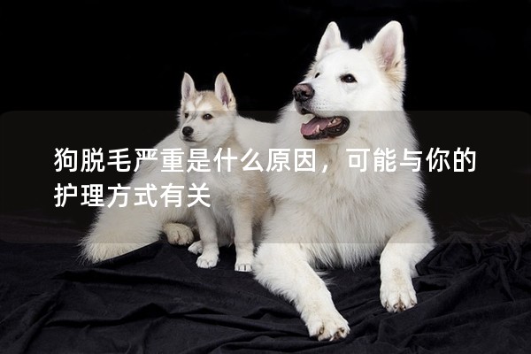 狗脫毛嚴(yán)重是什么原因,可能與你的護(hù)理方式有關(guān) 狗脫毛嚴(yán)重是什么原因,可能與你的護(hù)理方式有關(guān)