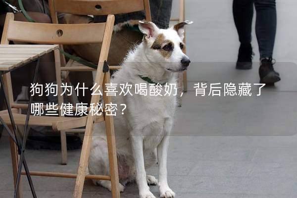 狗狗為什么喜歡喝酸奶，背后隱藏了哪些健康秘密？