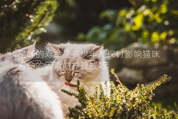 貓咪的壽命是多少年?探討影響貓咪壽命的因素與護理技巧 貓咪的壽命是多少年?探討影響貓咪壽命的因素與護理技巧