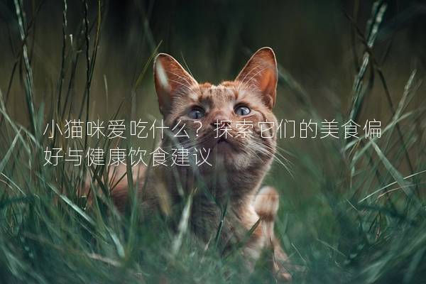 小貓咪愛吃什么？探索它們的美食偏好與健康飲食建議