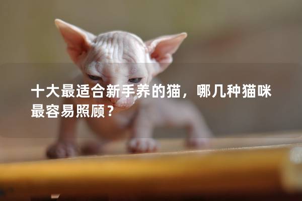 十大最適合新手養的貓,哪幾種貓咪最容易照顧? 十大最適合新手養的貓,哪幾種貓咪最容易照顧?
