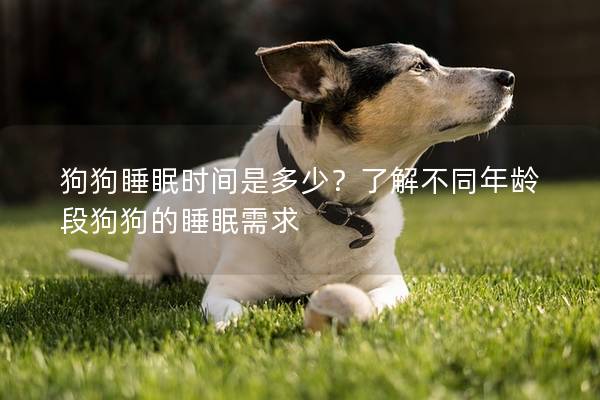 狗狗睡眠時間是多少？了解不同年齡段狗狗的睡眠需求