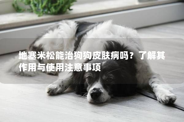 地塞米松能治狗狗皮膚病嗎?了解其作用與使用注意事項 地塞米松能治狗狗皮膚病嗎?了解其作用與使用注意事項