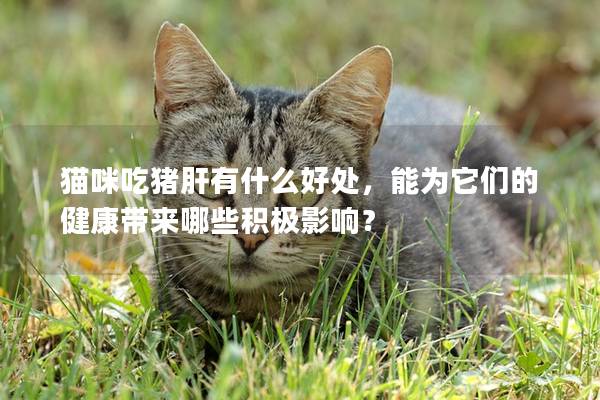 貓咪吃豬肝有什么好處，能為它們的健康帶來哪些積極影響？