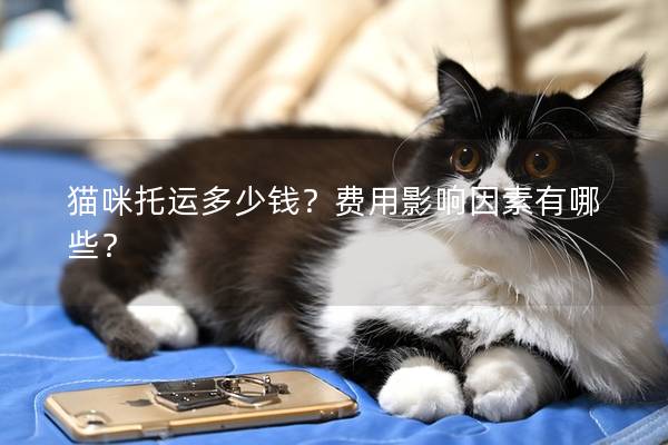 貓咪托運(yùn)多少錢(qián)？費(fèi)用影響因素有哪些？