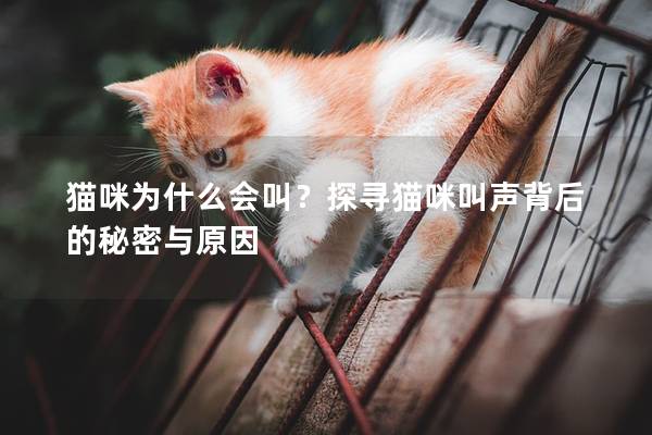 貓咪為什么會叫？探尋貓咪叫聲背后的秘密與原因