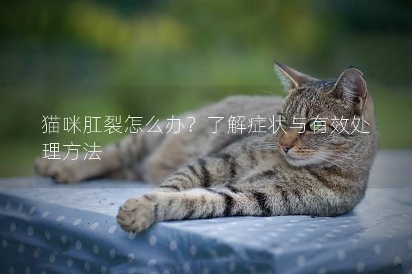 貓咪肛裂怎么辦？了解癥狀與有效處理方法