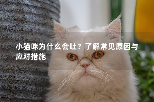 小貓咪為什么會吐？了解常見原因與應對措施