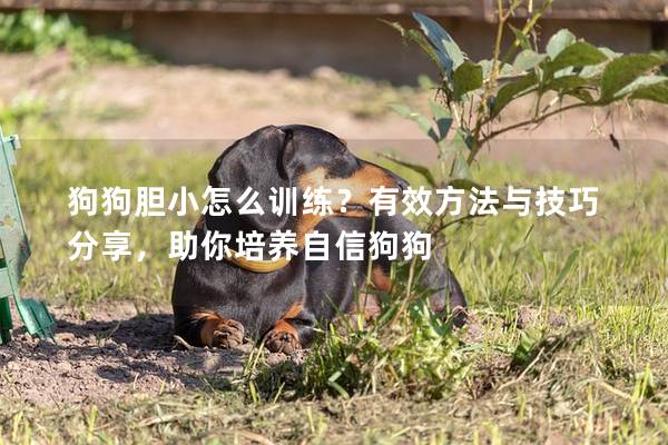 狗狗膽小怎么訓(xùn)練?有效方法與技巧分享,助你培養(yǎng)自信狗狗 狗狗膽小怎么訓(xùn)練?有效方法與技巧分享,助你培養(yǎng)自信狗狗
