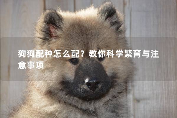 狗狗配種怎么配？教你科學繁育與注意事項