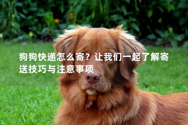 狗狗快遞怎么寄？讓我們一起了解寄送技巧與注意事項(xiàng)