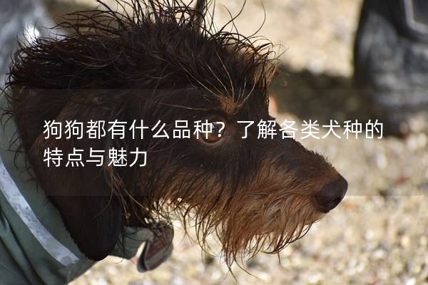 狗狗都有什么品種？了解各類犬種的特點與魅力