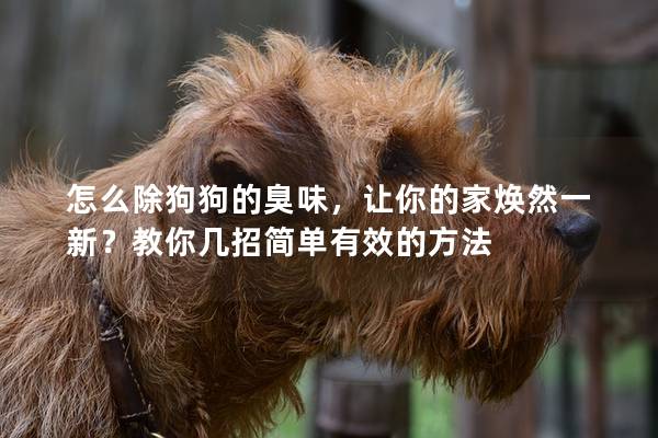 怎么除狗狗的臭味，讓你的家煥然一新？教你幾招簡(jiǎn)單有效的方法