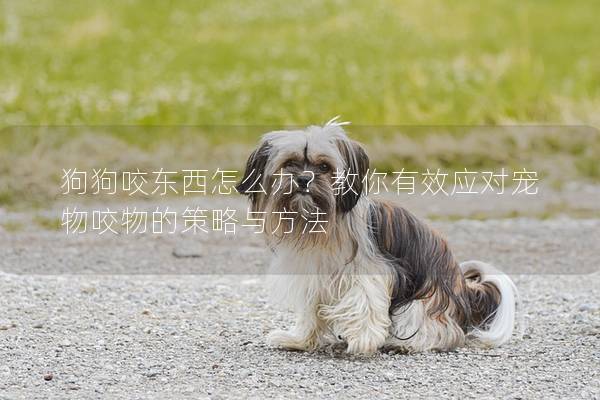 狗狗咬東西怎么辦？教你有效應對寵物咬物的策略與方法