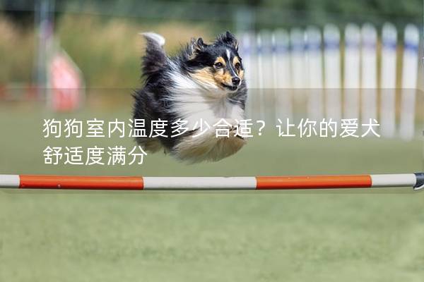 狗狗室內溫度多少合適?讓你的愛犬舒適度滿分 狗狗室內溫度多少合適?讓你的愛犬舒適度滿分