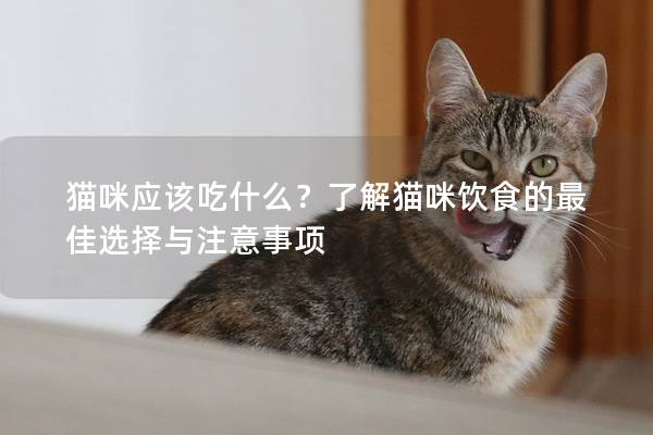 貓咪應該吃什么？了解貓咪飲食的最佳選擇與注意事項