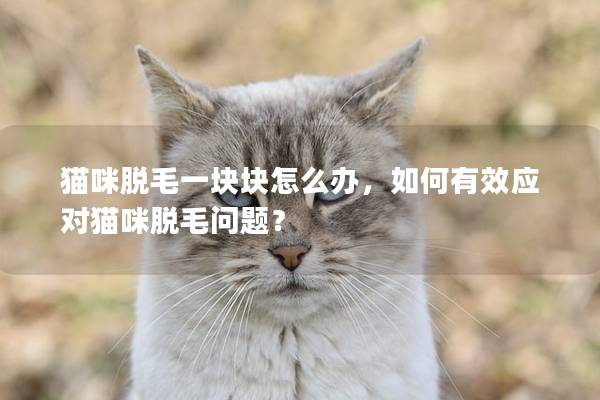 貓咪脫毛一塊塊怎么辦，如何有效應(yīng)對貓咪脫毛問題？